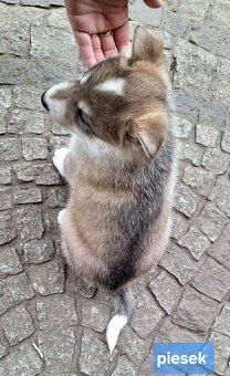 Szczeniaki Łajka zachodnio-syberyjska ZKwP FCI - 8