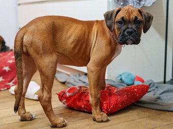 Bokser szczeniaki - 8