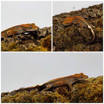 Gekony orzęsione (ciliatus) + akcesoria GeckoSVK - 8