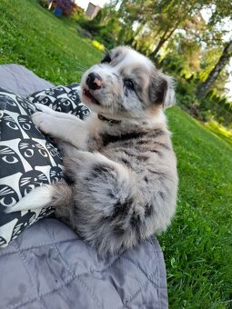 Border Collie czarno biała i Blue Merle - 8