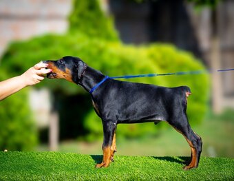 KUPIOWANE SZCZENIĘTA DOBERMANA Z RODOWODEM FCI - 8