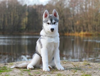 Siberian Husky ZKwP - 8