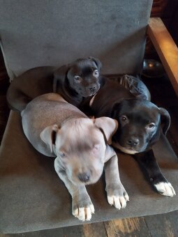 Amerykan buli xl - 8