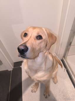 Labrador retriever - 8