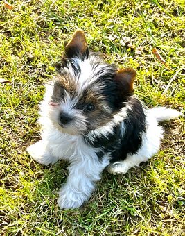 Biewer Yorkshire Terrier - 8