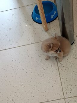 Chihuahua Długowłosa Maleńka Dziewczynka - 8