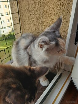 Maine coon - 8