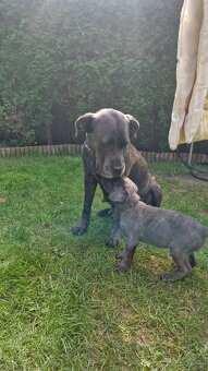 Cane Corso - Psy i suczki - do odbioru - z metrykami, ojciec - 8