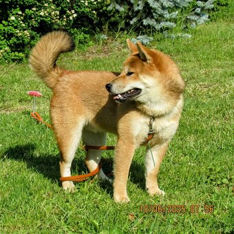 Shiba Inu - najstarszy w miocie czerwony piesek - 8