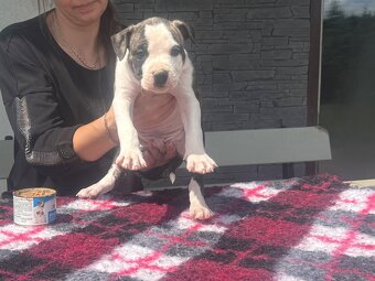 Szczenięta amstaff - 8