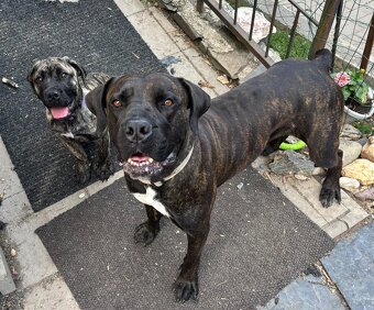 Boerboel - Szczeniak s rodowod FCI - 8
