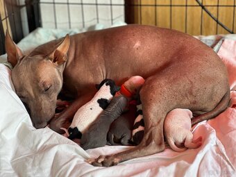 American Hairless Terrier z PP FCI - 8