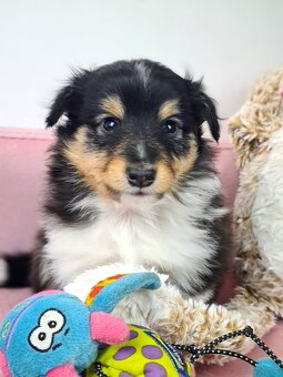 Owczarek szetlandzki sheltie - 8