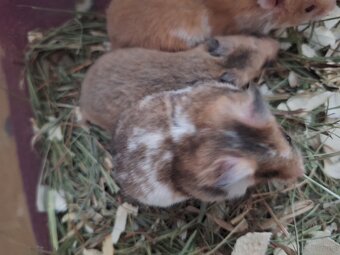 Chomiki Syryjskie 4 tygodniowe - 8