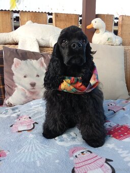 Cocker spaniel american/PP fci - 8