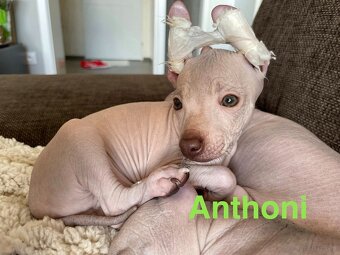Peruwiański Pies bezwłosy - OSTATNI WOLNY PIES - 8