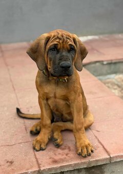 Tosa inu - szczenięta s PP - 8