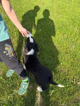 Piesek Border Collie - 8