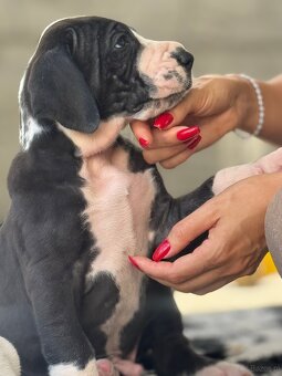 Szczenięta doga niemieckiego, dog niemiecki - 8