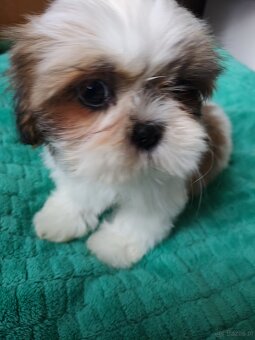 Suczka Shih-tzu - 8