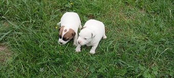 Jack Russell terrier - 8