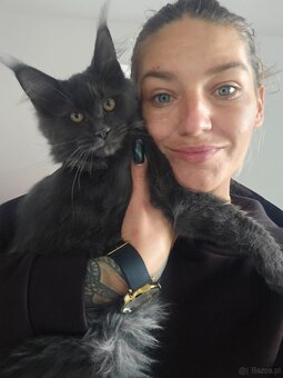 Maine coon - 8