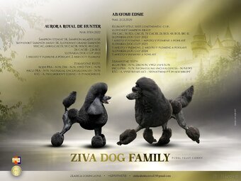 Poodle standard black - 8