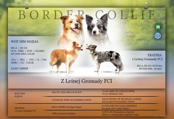 Border Collie szczenię piesek merle ZKwP FCI z metryki gotow - 8