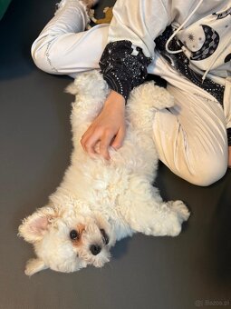 Bichon Frise, szczeniak. FCI - 8