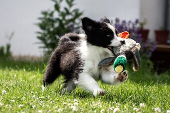 Border collie suczka czarno-biała ZKwP FCI z metryki szczeni - 8
