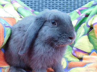 Niebieskie baranki mini lop - 8