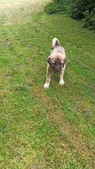 Szczenięta kangal - 8
