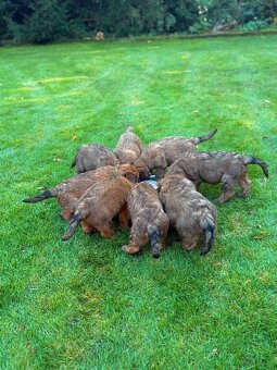 Briard szczeniak suczki - 8