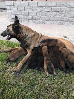 Owczarek Belgijski Malinois Szczeniak - 8