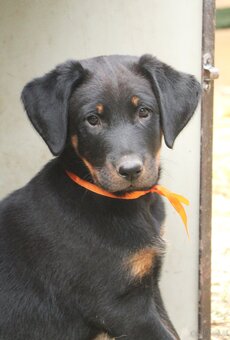 Beauceron z rodowodem FCI - 8