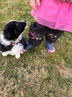 border collie - 8
