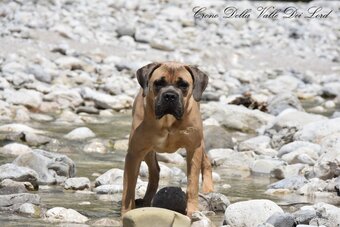 Cane Corso z rodowodem FCI - 8