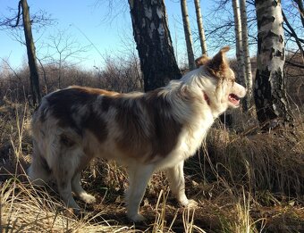Piękna Suczka BORDER COLLIE z papierami po dobrych rodzicach - 8