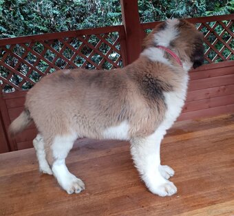 Bernardyn FCI szczeniak dziewczynka - 8