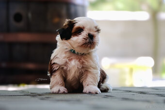 Shih tzu - 8