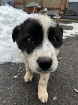 Owczarek środkowoazjatycki - 8