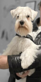 Schnauzer miniatúrne white - 8