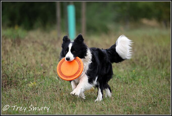 psy szczeniaki Border Collie ZKwP FCI - 8