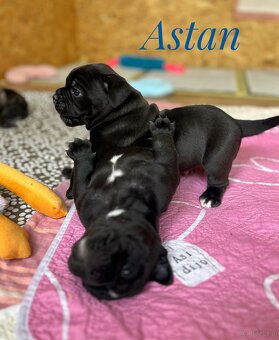 Buldog Staroangielsky - Old English Bulldog - 8