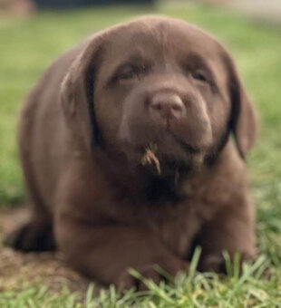 Labrador Retriever z rodowodem ZKwP, FCI Badania Genetyczne - 8