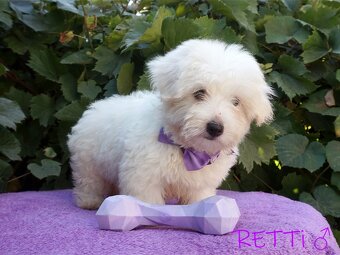 SAMIEC biały Coton De Tulear szczenię ZHPR UCI Kraków - 8