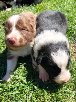 Szczenięta Border Collie ZKwP FCI - 8