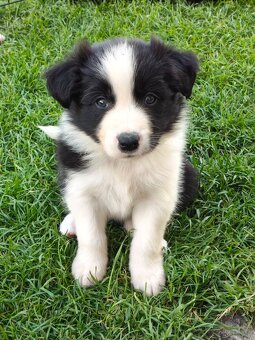 Szczenięta Border Collie ZKwP FCI - 8
