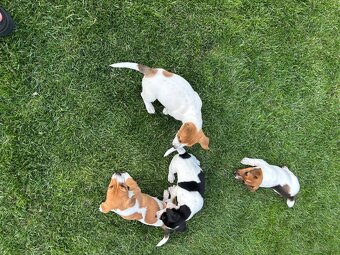 Szczeniaki jack russell terrier suczki i piesek - 8