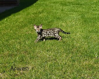 OUR BENGAL KITTENS WITH PEDIGREE CERTIFICATES - 8